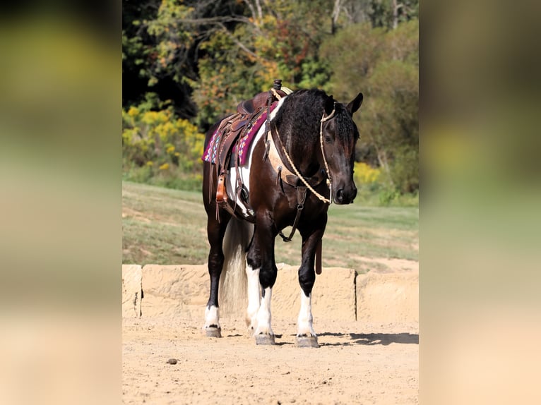 Fries paard Mix Ruin 5 Jaar 168 cm Tobiano-alle-kleuren in Millersburg