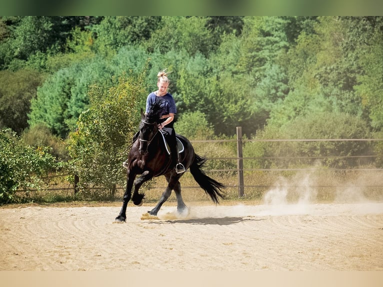 Fries paard Ruin 5 Jaar 168 cm Zwart in Rochester