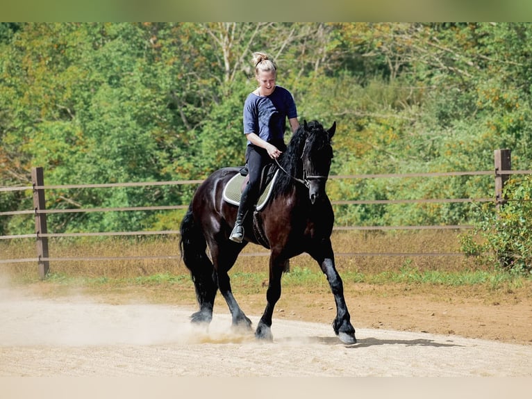 Fries paard Ruin 5 Jaar 168 cm Zwart in Rochester