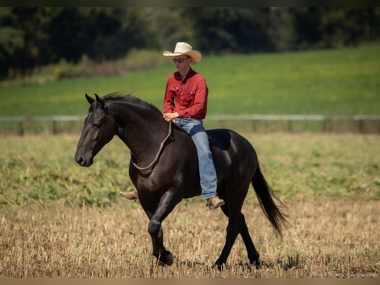 Fries paard Mix Ruin 5 Jaar 170 cm Zwart in Auburn, KY