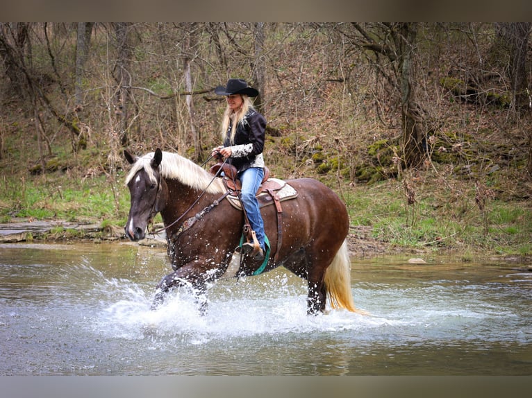 Fries paard Ruin 5 Jaar 173 cm Appelschimmel in Flemingsburg Ky