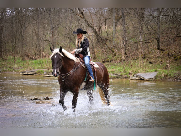 Fries paard Ruin 5 Jaar 173 cm Appelschimmel in Flemingsburg Ky