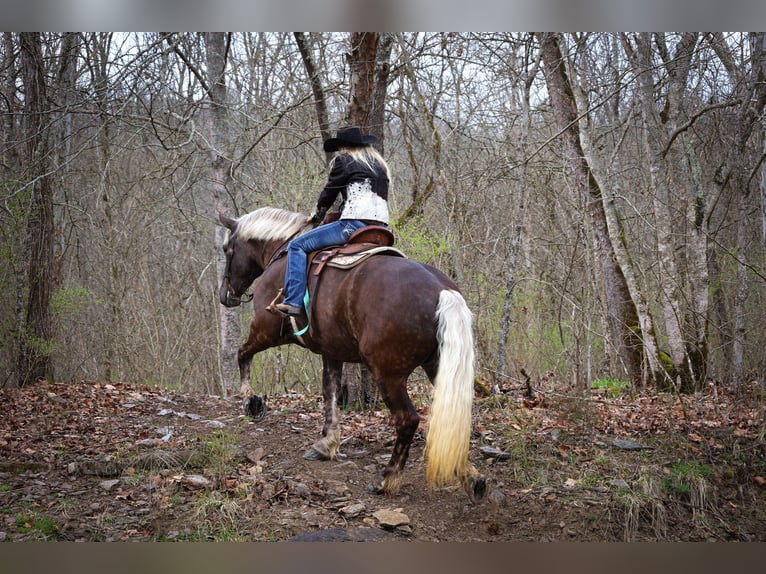 Fries paard Ruin 5 Jaar 173 cm Appelschimmel in Flemingsburg Ky