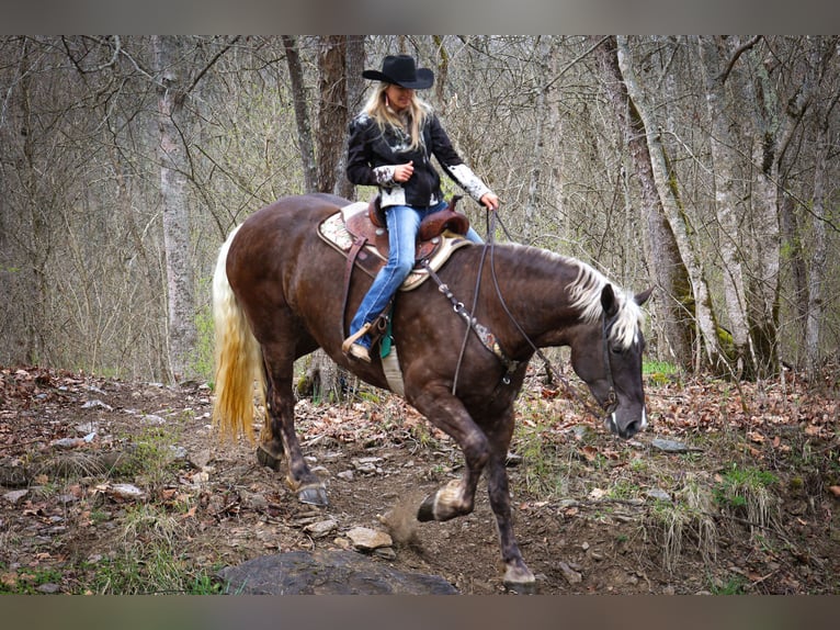 Fries paard Ruin 5 Jaar 173 cm Appelschimmel in Flemingsburg Ky