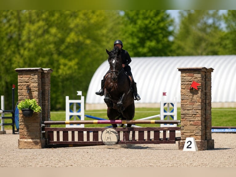 Fries paard Mix Ruin 5 Jaar 173 cm Zwart in Fresno