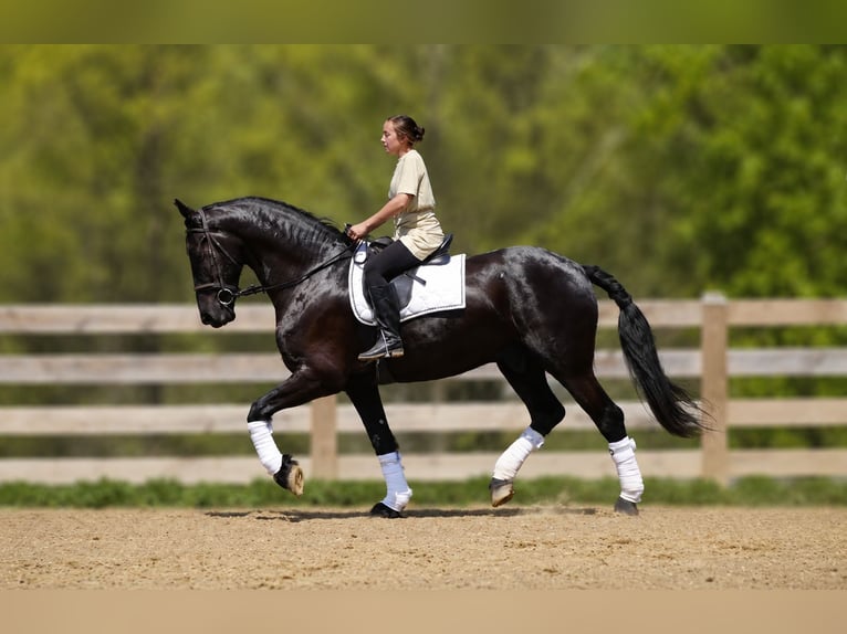 Fries paard Mix Ruin 5 Jaar 173 cm Zwart in Fresno