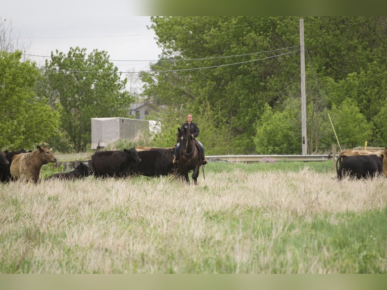 Fries paard Mix Ruin 5 Jaar 173 cm Zwart in Fresno