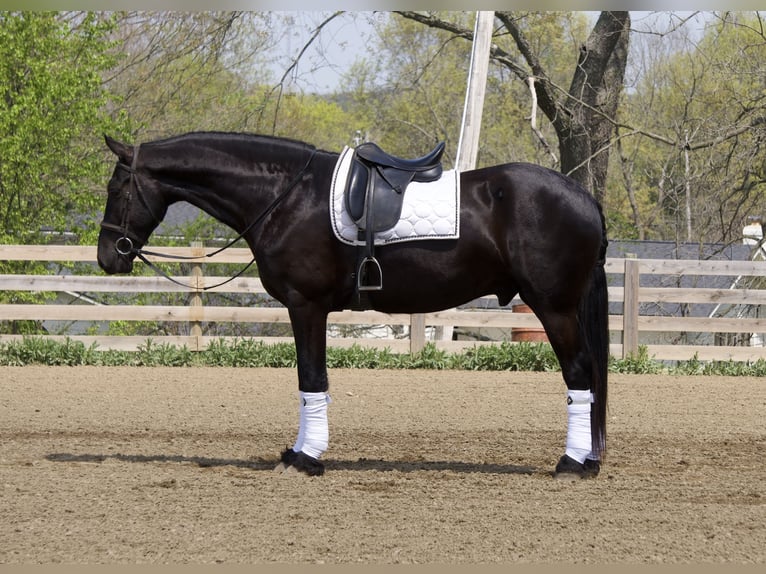 Fries paard Mix Ruin 5 Jaar 173 cm Zwart in Fresno