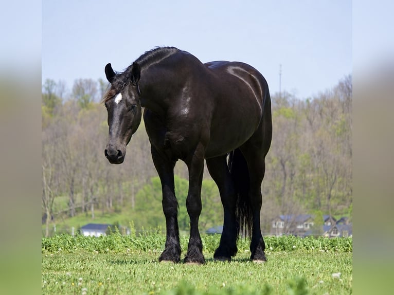 Fries paard Mix Ruin 5 Jaar 173 cm Zwart in Fresno
