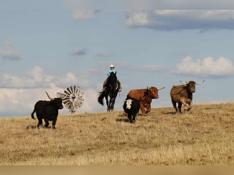 Fries paard Mix Ruin 5 Jaar 178 cm Zwart in Fresno