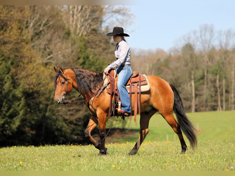 Fries paard Mix Ruin 5 Jaar Buckskin in Clarion, PA