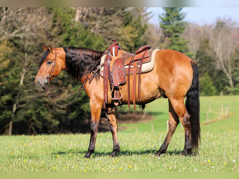 Fries paard Mix Ruin 5 Jaar Buckskin in Clarion, PA
