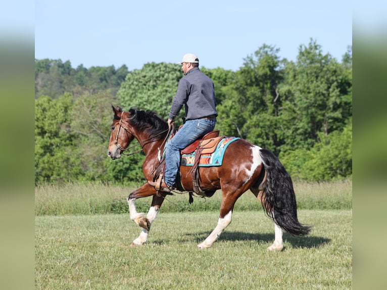Fries paard Mix Ruin 5 Jaar Gevlekt-paard in Mount Vernon