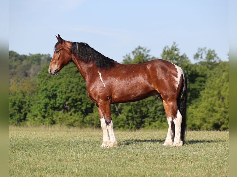 Fries paard Mix Ruin 5 Jaar Gevlekt-paard in Mount Vernon