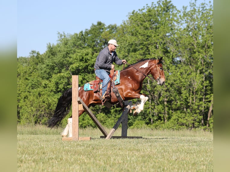 Fries paard Mix Ruin 5 Jaar Gevlekt-paard in Mount Vernon