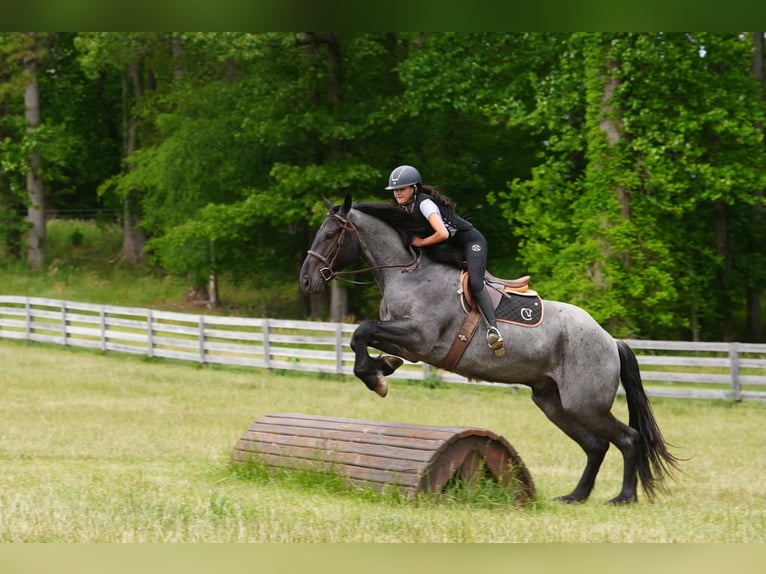 Fries paard Mix Ruin 5 Jaar Roan-Blue in Clover, SC
