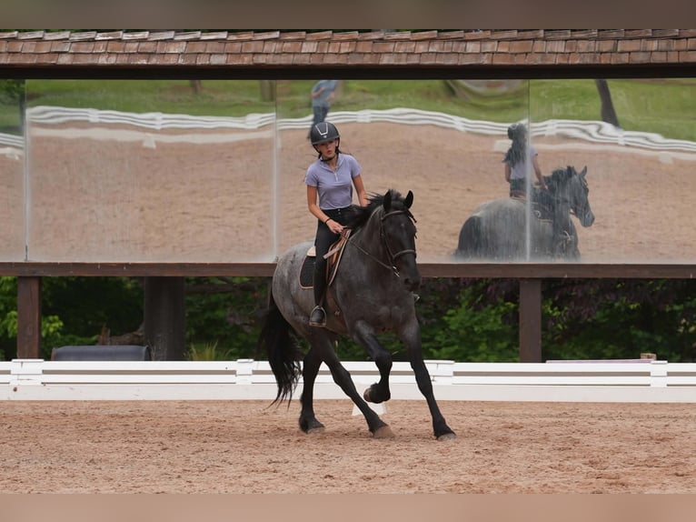 Fries paard Mix Ruin 5 Jaar Roan-Blue in Clover, SC