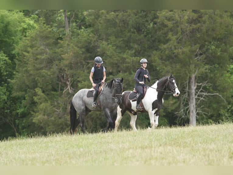 Fries paard Mix Ruin 5 Jaar Roan-Blue in Clover, SC
