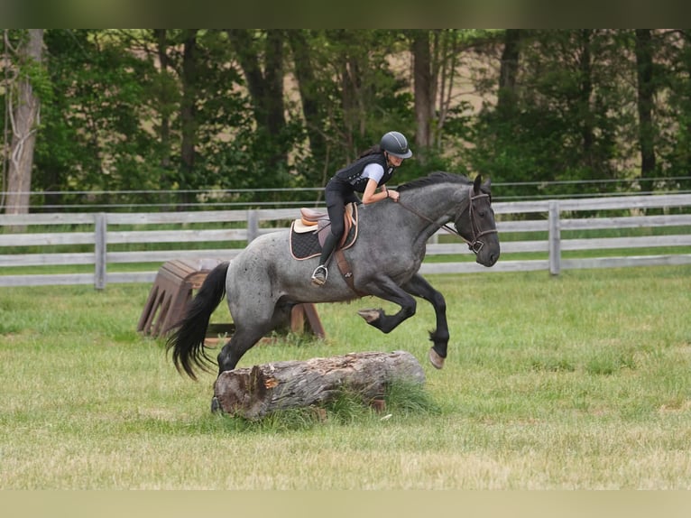 Fries paard Mix Ruin 5 Jaar Roan-Blue in Clover, SC