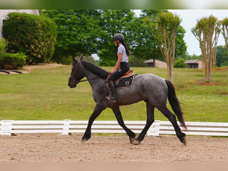 Fries paard Mix Ruin 5 Jaar Roan-Blue in Clover, SC