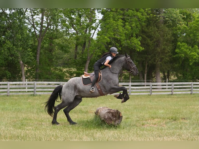 Fries paard Mix Ruin 5 Jaar Roan-Blue in Clover, SC