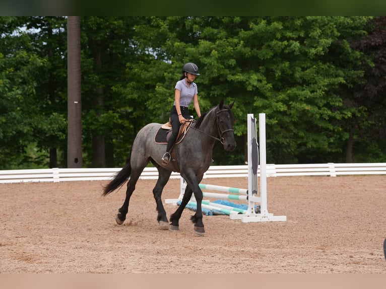 Fries paard Mix Ruin 5 Jaar Roan-Blue in Clover, SC