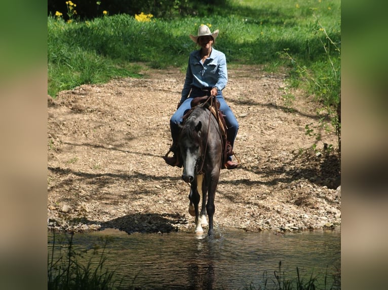 Fries paard Mix Ruin 5 Jaar Schimmel in Hardinsburg