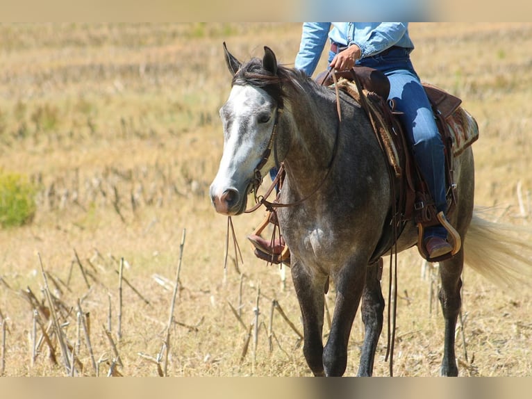Fries paard Mix Ruin 5 Jaar Schimmel in Hardinsburg