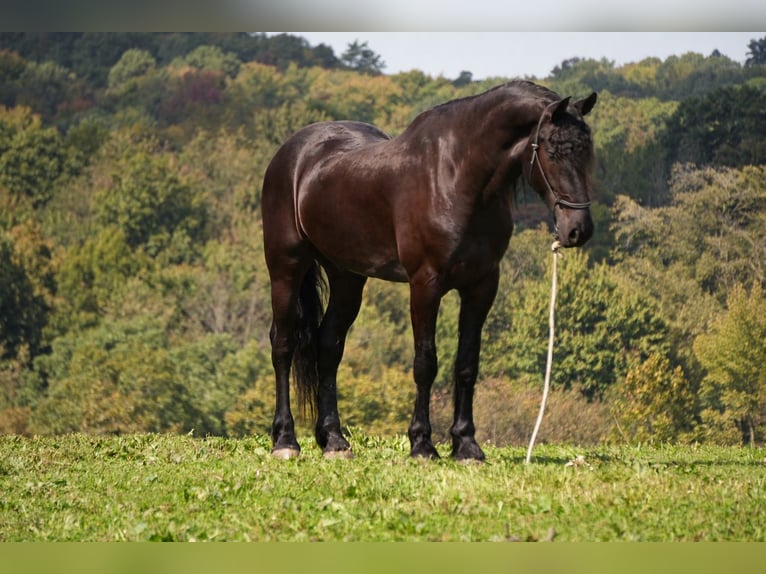 Fries paard Mix Ruin 5 Jaar Zwart in Fresno