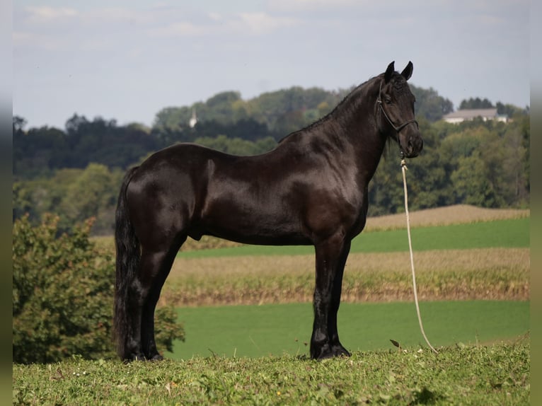 Fries paard Mix Ruin 5 Jaar Zwart in Fresno