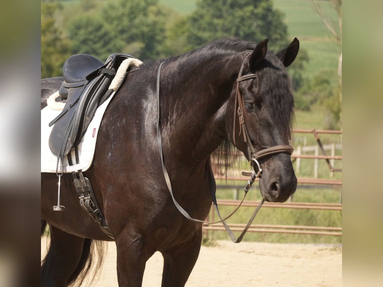 Fries paard Mix Ruin 5 Jaar Zwart in Fresno