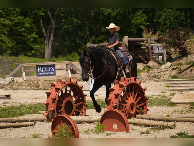 Fries paard Mix Ruin 5 Jaar Zwart in Fresno