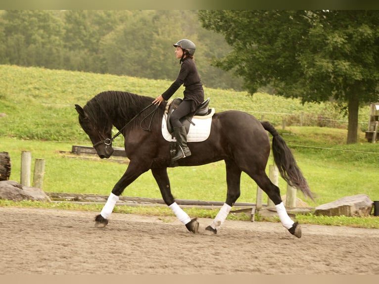 Fries paard Mix Ruin 5 Jaar Zwart in Fresno