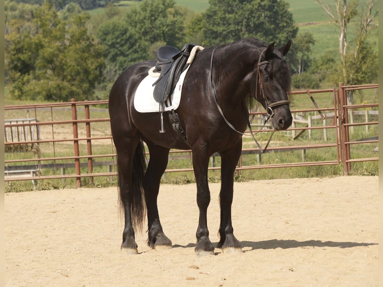 Fries paard Mix Ruin 5 Jaar Zwart in Fresno