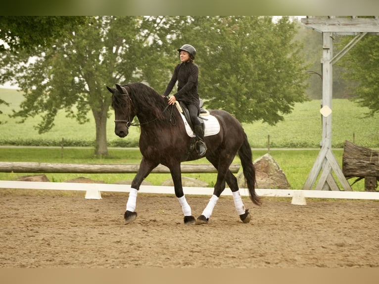 Fries paard Mix Ruin 5 Jaar Zwart in Fresno