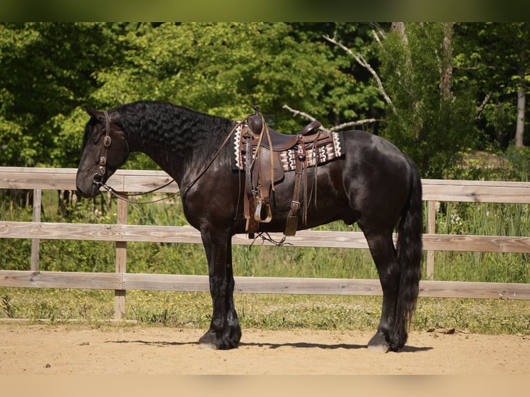Fries paard Mix Ruin 5 Jaar Zwart in Fresno