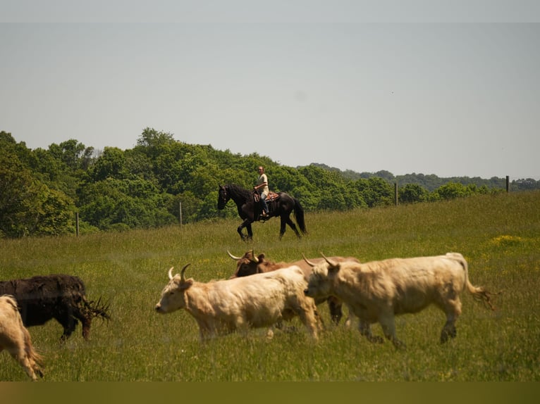 Fries paard Mix Ruin 5 Jaar Zwart in Fresno