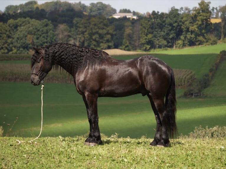 Fries paard Mix Ruin 5 Jaar Zwart in Fresno