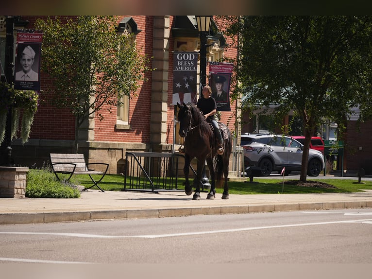 Fries paard Mix Ruin 5 Jaar Zwart in Fresno