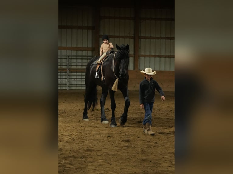 Fries paard Mix Ruin 5 Jaar Zwart in Fresno