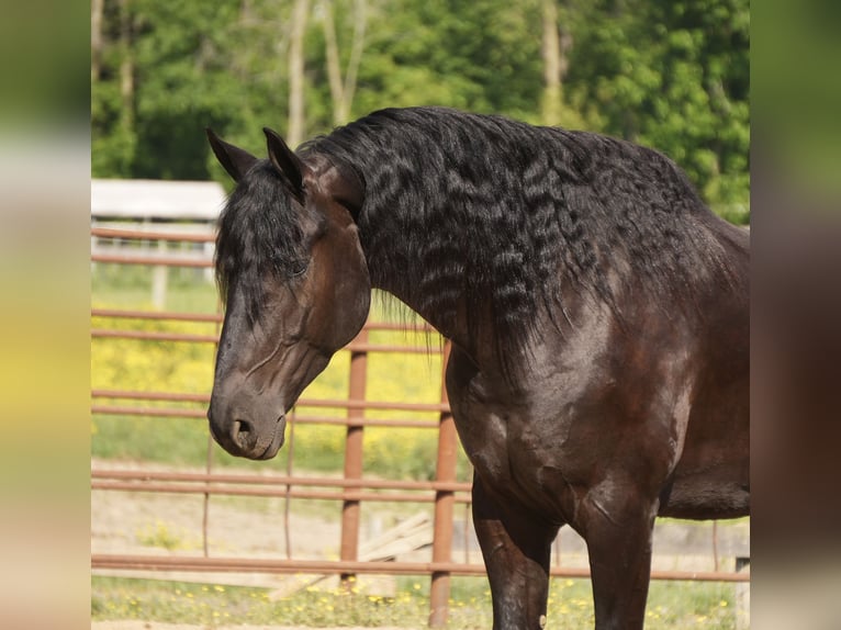 Fries paard Mix Ruin 5 Jaar Zwart in Fresno