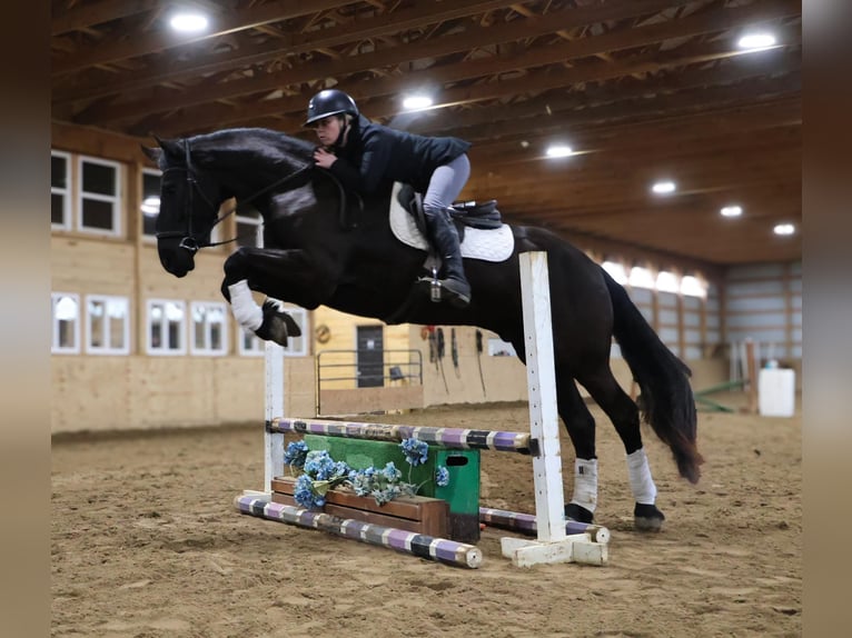 Fries paard Ruin 5 Jaar Zwart in Howell, MI