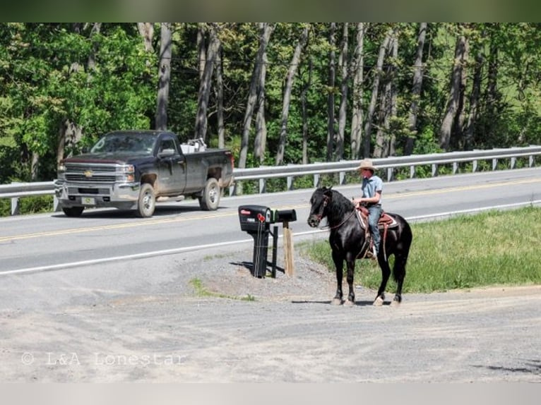 Fries paard Mix Ruin 5 Jaar Zwart in Needmore