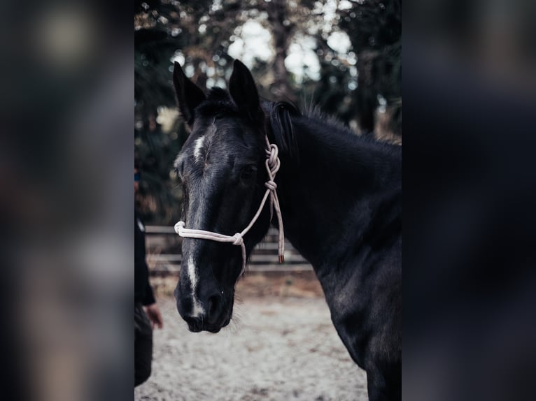 Fries paard Ruin 5 Jaar Zwart in Oviedo FL