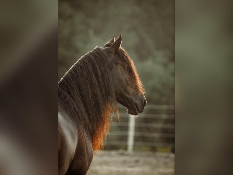 Fries paard Ruin 5 Jaar Zwart in Warsaw NY