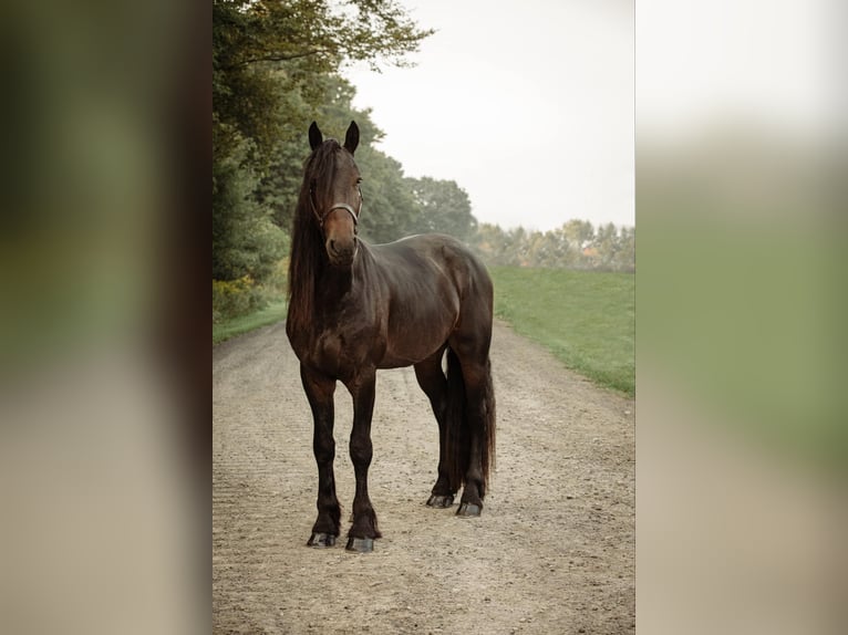 Fries paard Ruin 5 Jaar Zwart in Warsaw NY