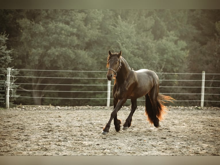 Fries paard Ruin 5 Jaar Zwart in Warsaw NY