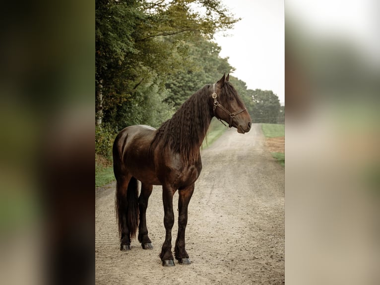 Fries paard Ruin 5 Jaar Zwart in Warsaw NY