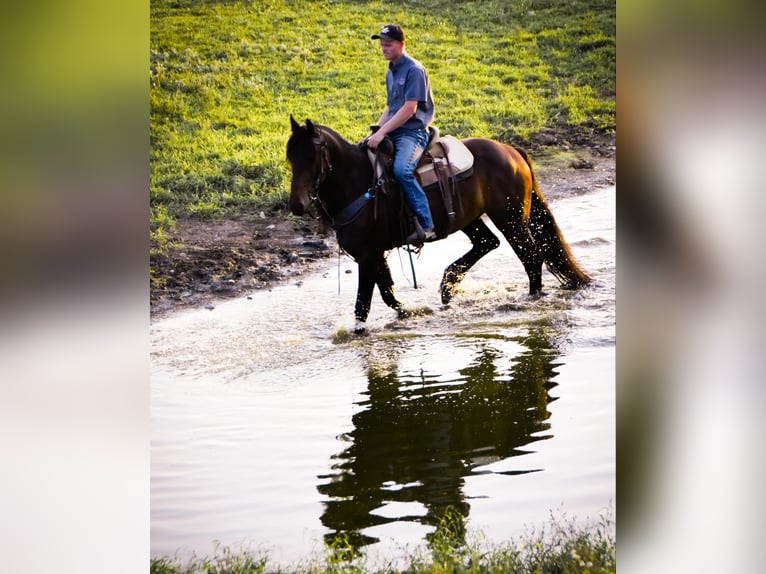 Fries paard Ruin 5 Jaar Zwart in Warsaw NY