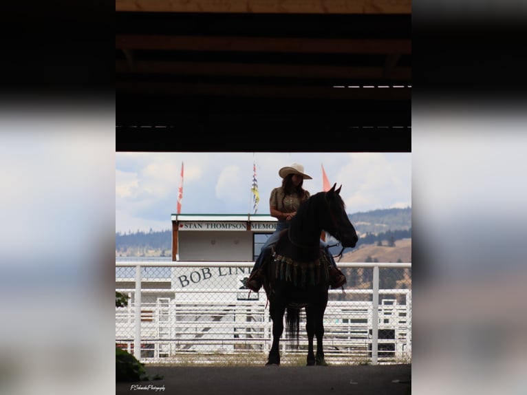 Fries paard Ruin 5 Jaar Zwart in Wendell